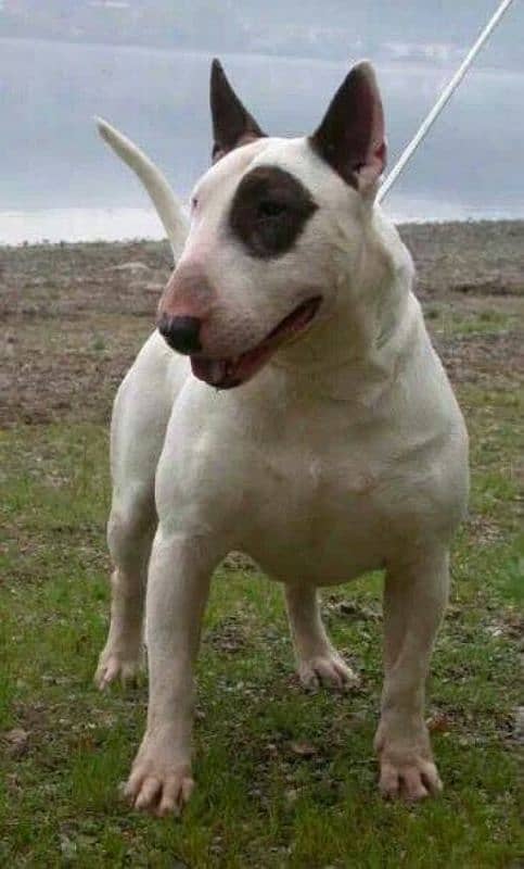 Imported English bull terrier pair  available for farm house's 2