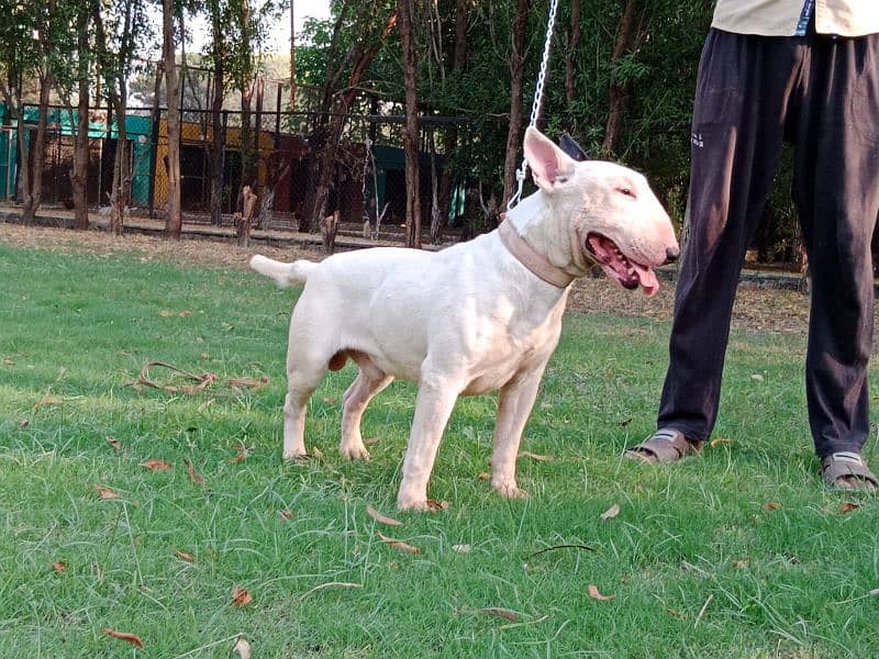 Imported English bull terrier pair  available for farm house's 6