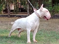 Imported English bull terrier pair  available for farm house's