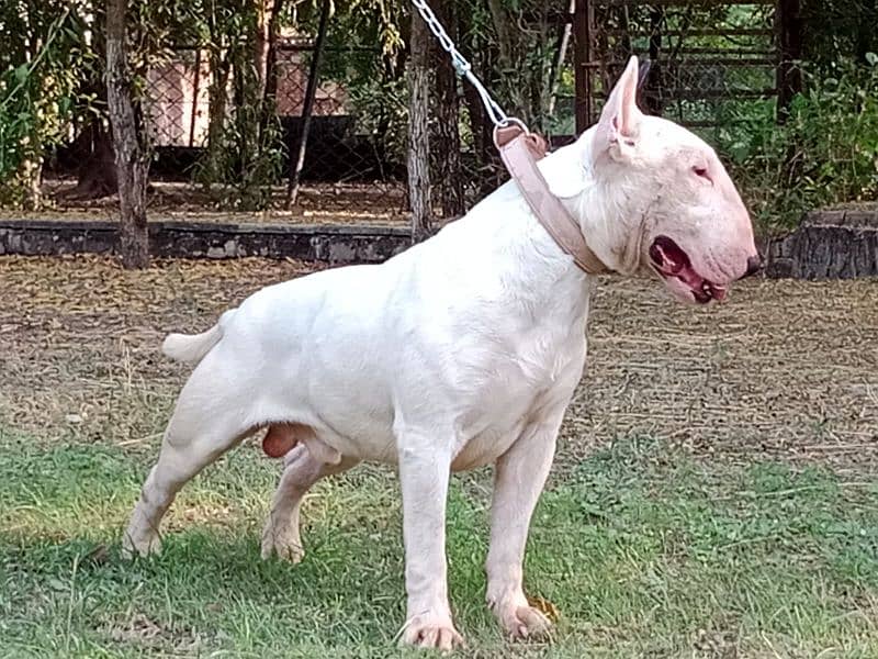 Imported English bull terrier pair  available for farm house's 0