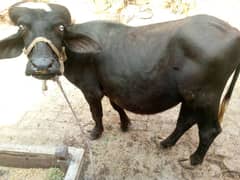 male cow