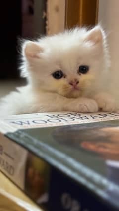 Persian Cat for sale 0