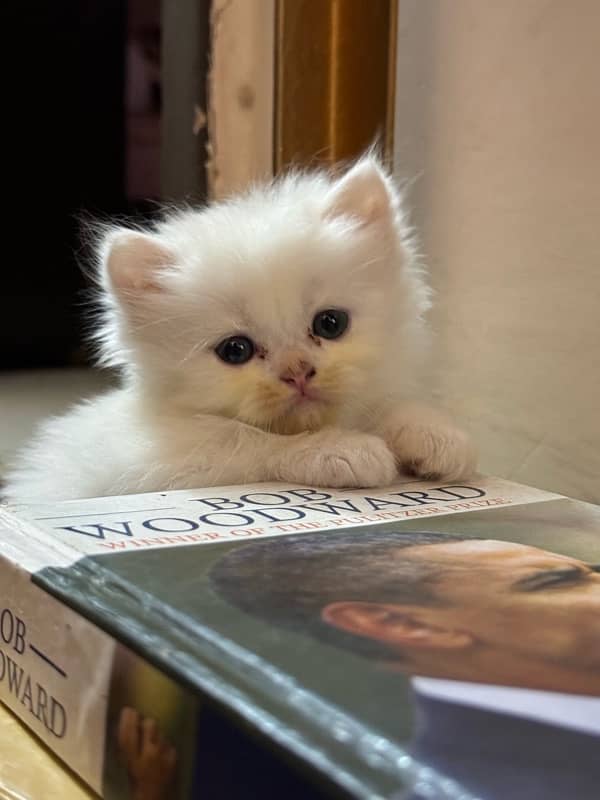 Persian Cat for sale 1