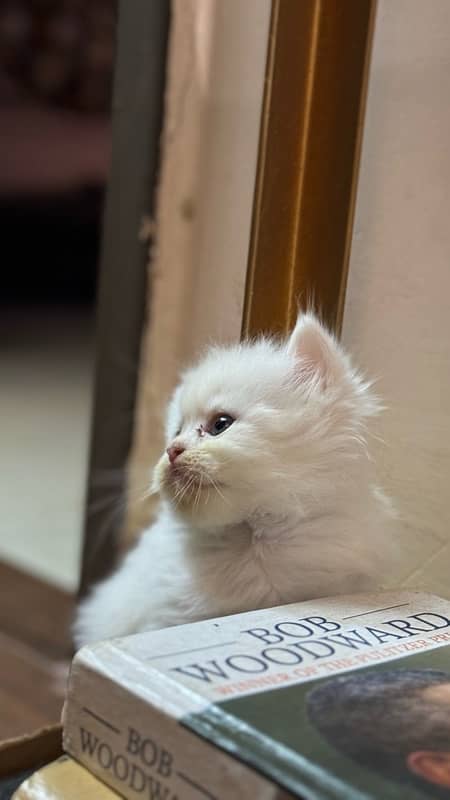 Persian Cat for sale 2