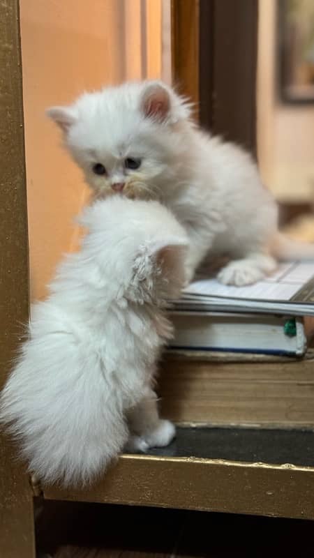 Persian Cat for sale 3