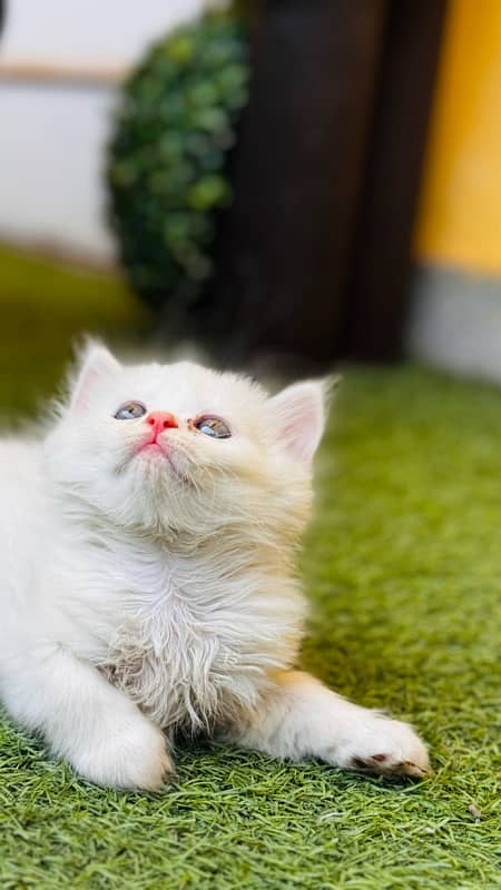 Persian Cat for sale 5