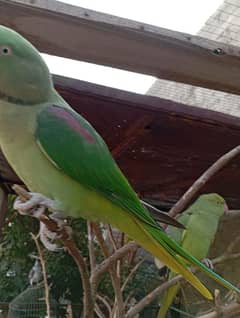 parrots for sale