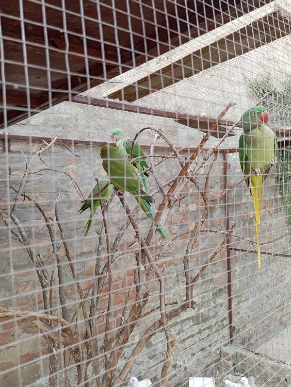 parrots for sale 1