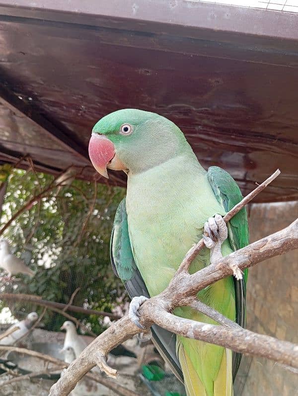 parrots for sale 2