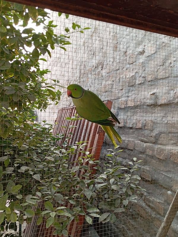 parrots for sale 3