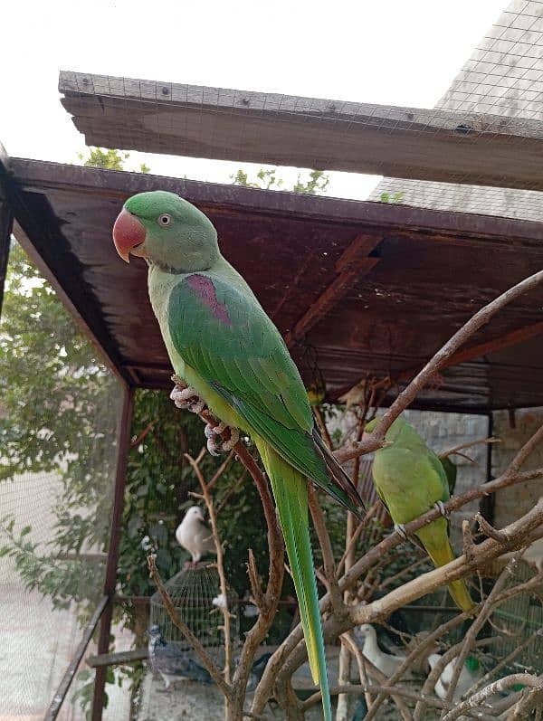 parrots for sale 4