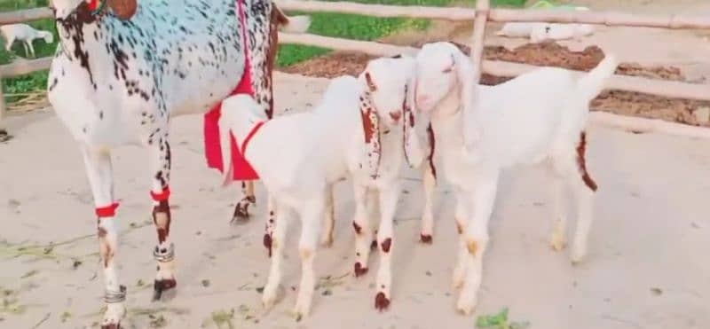 Desi Bakri Our 3 Bacchon Ka Sath For Sale 03424065968 1