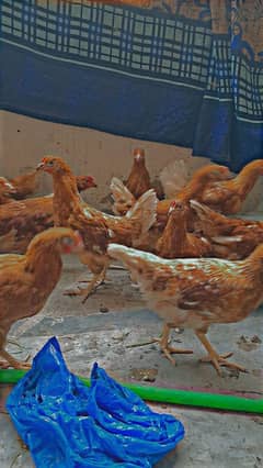 Lowman Brown || Hens || F1 Breed || Lohmann Brown