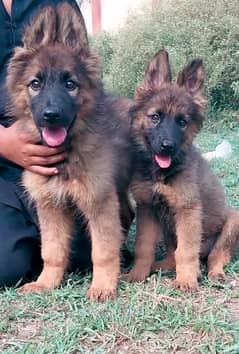 German Shepherd Male Female | German Shepherd Puppies