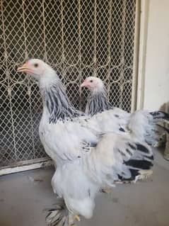 Colombian brahma hens pair (Fancy hens)