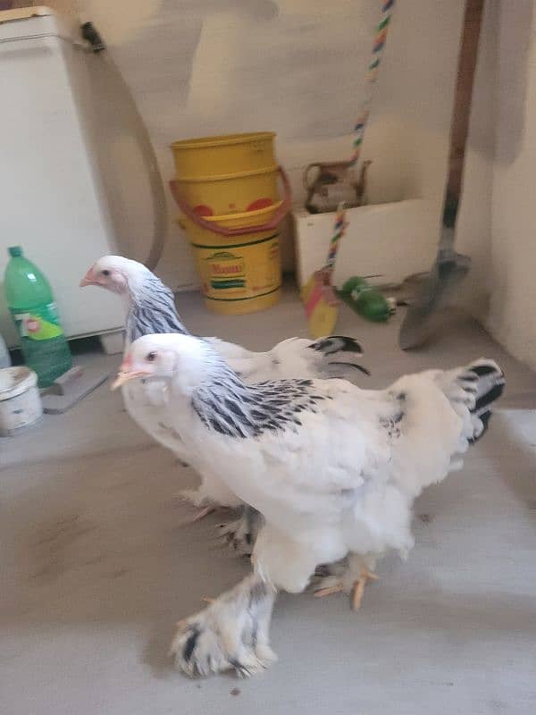 Colombian brahma hens pair (Fancy hens) 1