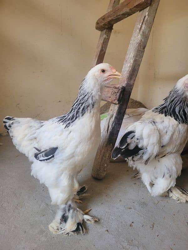 Colombian brahma hens pair (Fancy hens) 2