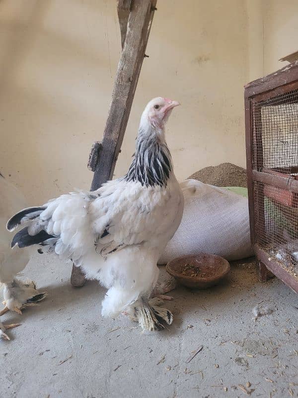 Colombian brahma hens pair (Fancy hens) 3