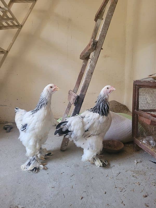 Colombian brahma hens pair (Fancy hens) 4