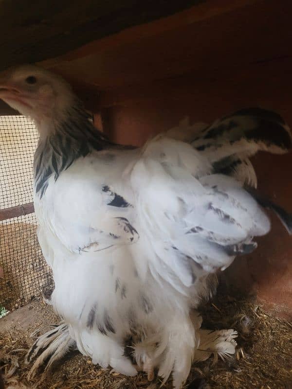 Colombian brahma hens pair (Fancy hens) 5