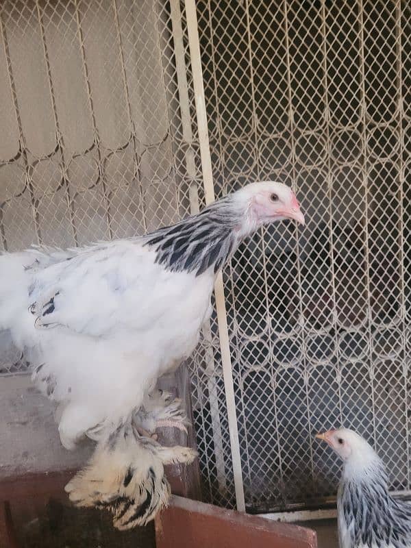 Colombian brahma hens pair (Fancy hens) 6