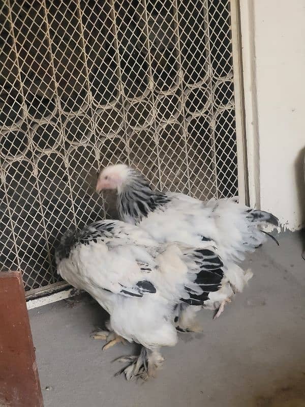 Colombian brahma hens pair (Fancy hens) 7