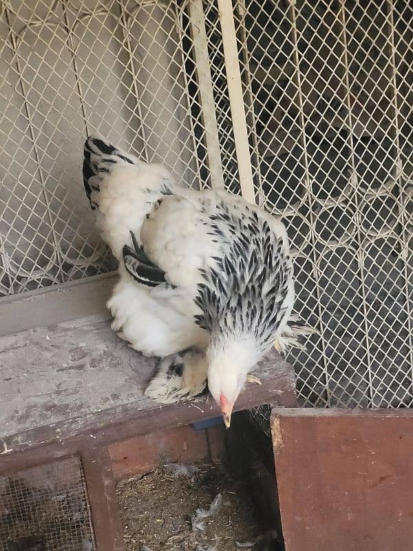 Colombian brahma hens pair (Fancy hens) 8