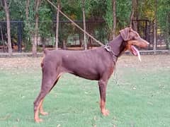 Imported Doberman breeder female available for farm house's