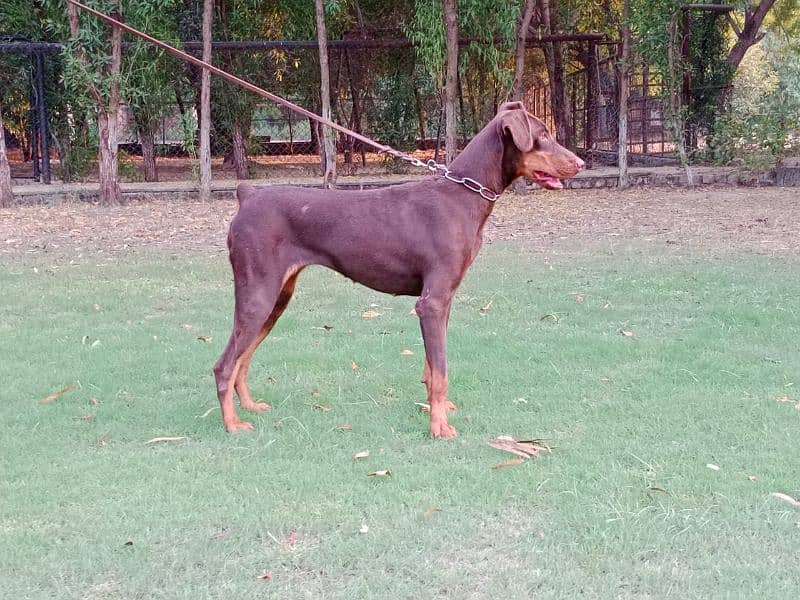 Imported Doberman breeder female available for farm house's 1