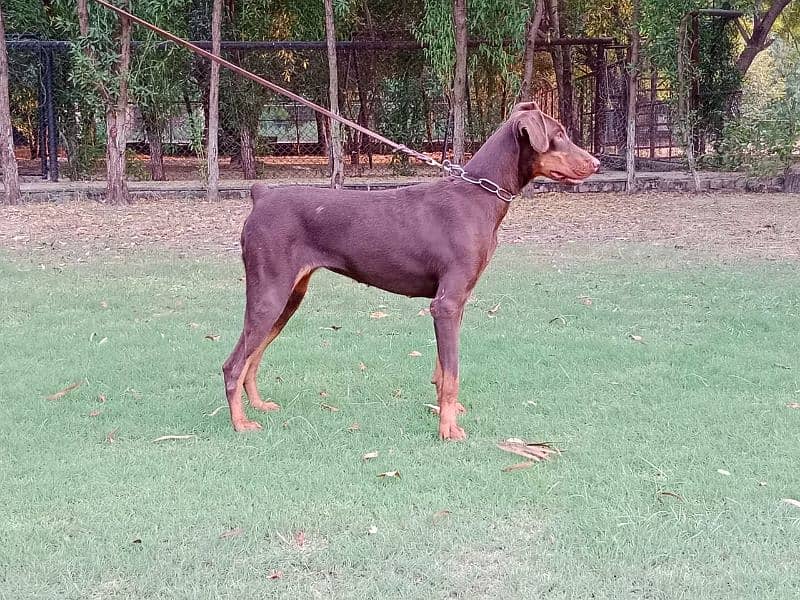 Imported Doberman breeder female available for farm house's 2