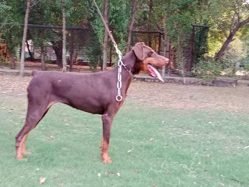 Imported Doberman breeder female available for farm house's 3