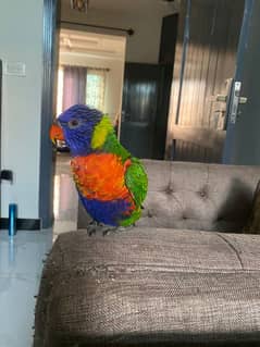 Rainbow Lorikeet Parrot