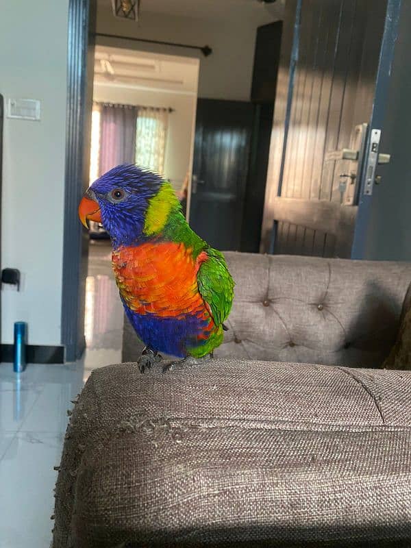 Rainbow Lorikeet Parrot 0