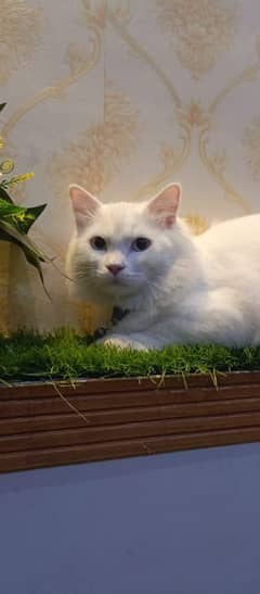 Persian Double Coated Cat Available | Full White| Blue Eyes