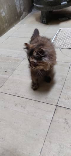 PERSIAN CAT TRIPPLE COATED FOR SALE