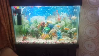 Fish Aquarium