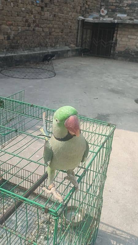 Raw Male Parrot , Talking , Jambo Size . 2