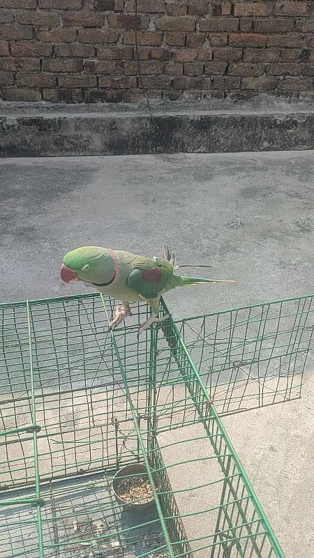 Raw Male Parrot , Talking , Jambo Size . 5