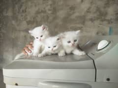 4. kitten pure white/2. kitten odd eyes/2. kitten blue eyes 0