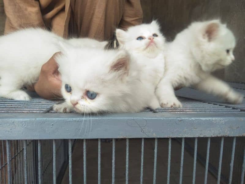 4. kitten pure white/2. kitten odd eyes/2. kitten blue eyes 2