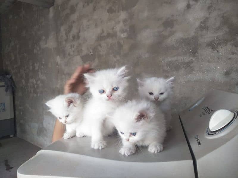 4. kitten pure white/2. kitten odd eyes/2. kitten blue eyes 4