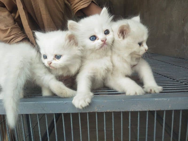 4. kitten pure white/2. kitten odd eyes/2. kitten blue eyes 5