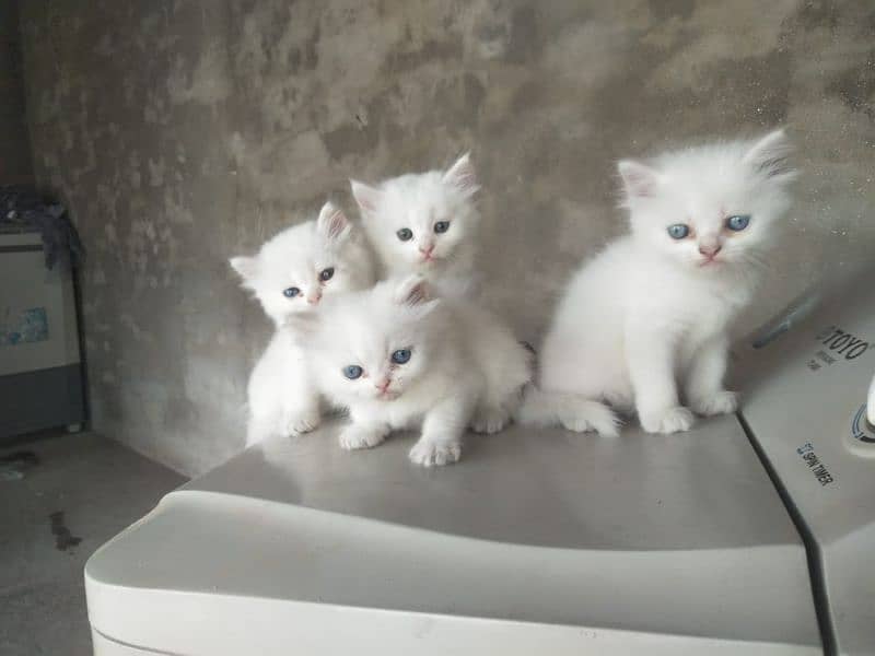 4. kitten pure white/2. kitten odd eyes/2. kitten blue eyes 6