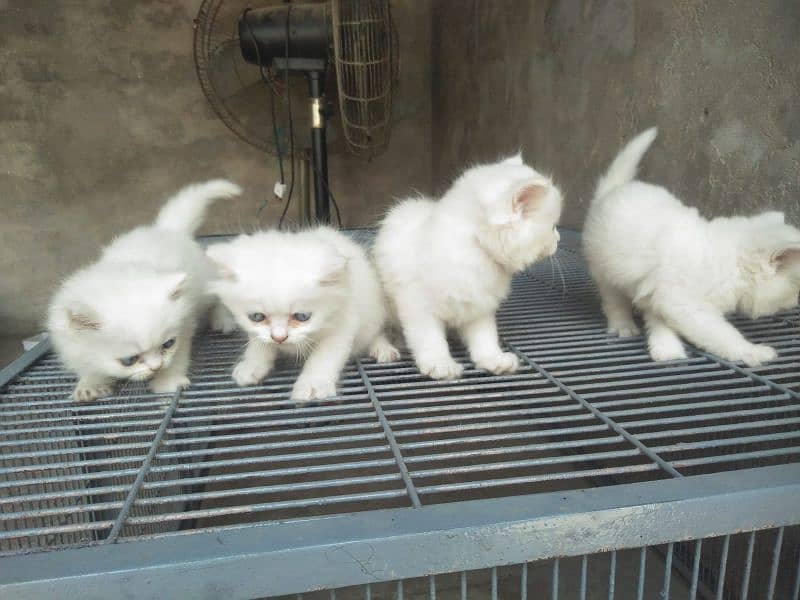 4. kitten pure white/2. kitten odd eyes/2. kitten blue eyes 7