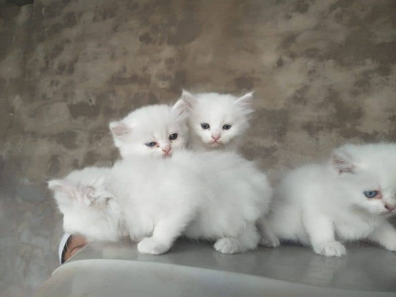 4. kitten pure white/2. kitten odd eyes/2. kitten blue eyes 8