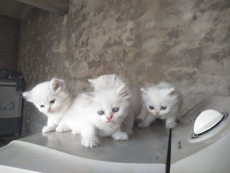 4. kitten pure white/2. kitten odd eyes/2. kitten blue eyes 9