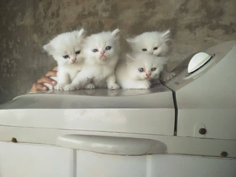 4. kitten pure white/2. kitten odd eyes/2. kitten blue eyes 10