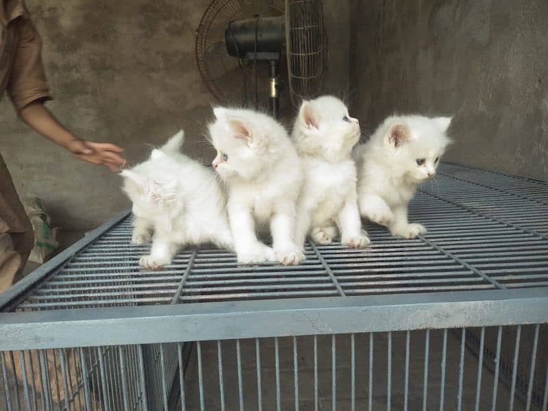 4. kitten pure white/2. kitten odd eyes/2. kitten blue eyes 11