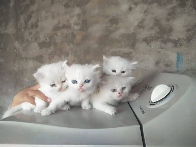 4. kitten pure white/2. kitten odd eyes/2. kitten blue eyes 12