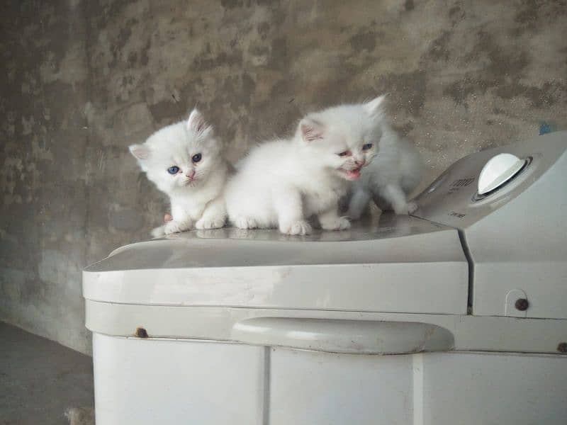 4. kitten pure white/2. kitten odd eyes/2. kitten blue eyes 13